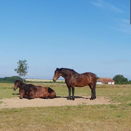 Ferienapartment Wiese & Meer Auf Ruegen Neddesitz Eksteriør billede