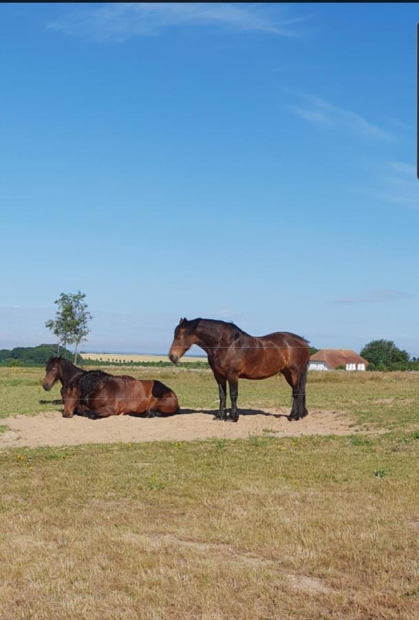 Ferienapartment Wiese & Meer Auf Ruegen Neddesitz Eksteriør billede